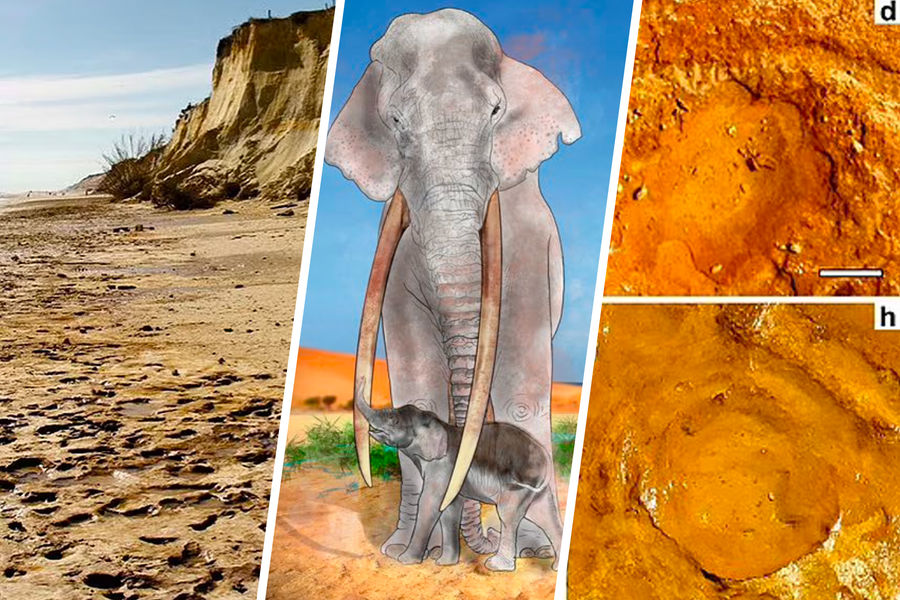 В Испании найдены ясли доисторических слонов - Газета.Ru