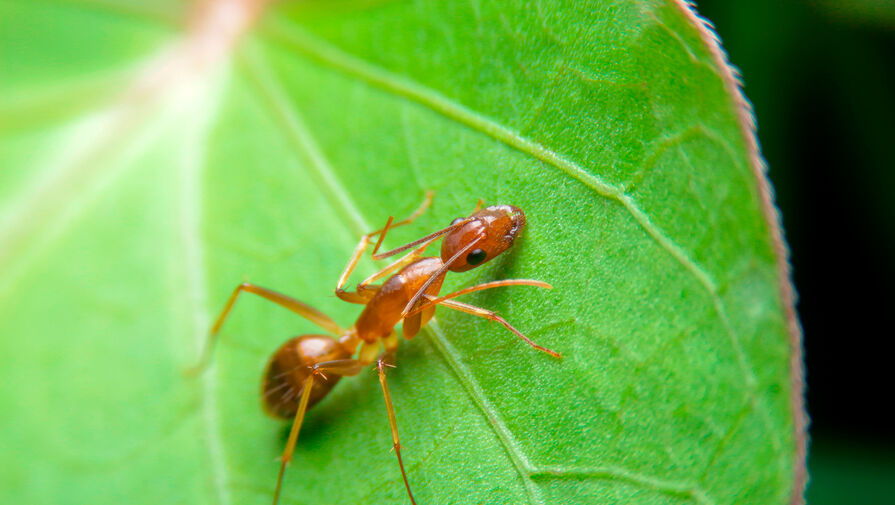 Обнаружен паразит, который превращает муравьев в зомби