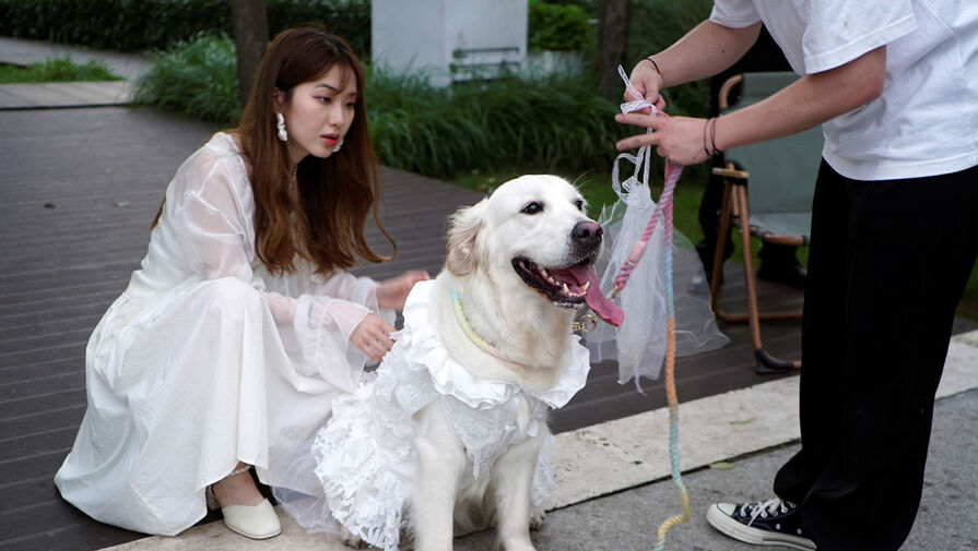 В Китае набирают популярность собачьи свадьбы