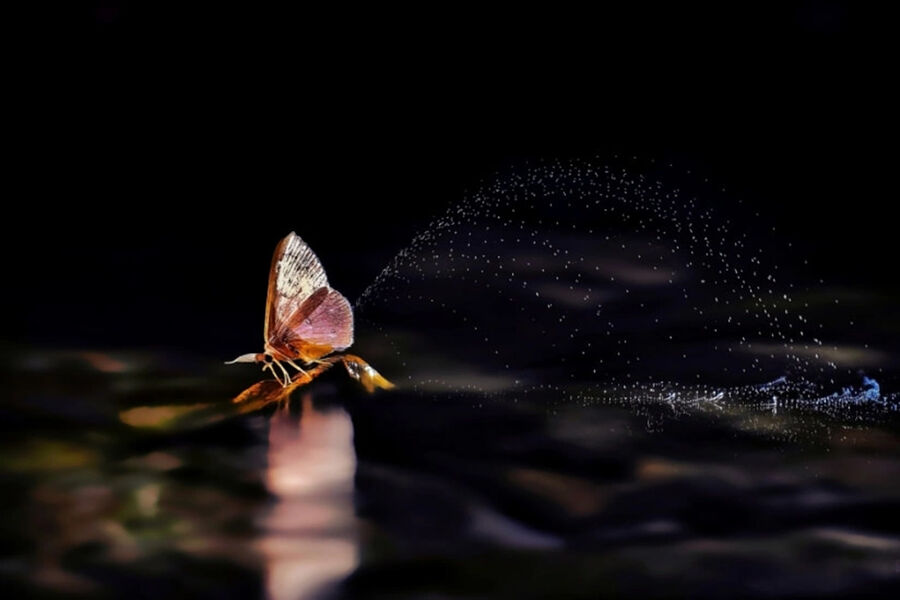 &laquo;Ночная бабочка на&nbsp;жемчужном пруду&raquo;