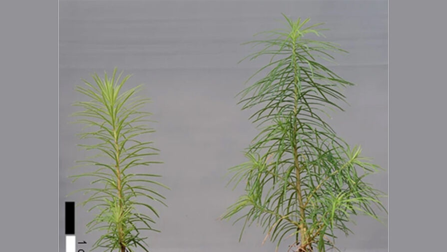 Ученые разработали пленку для ускорения роста растений
