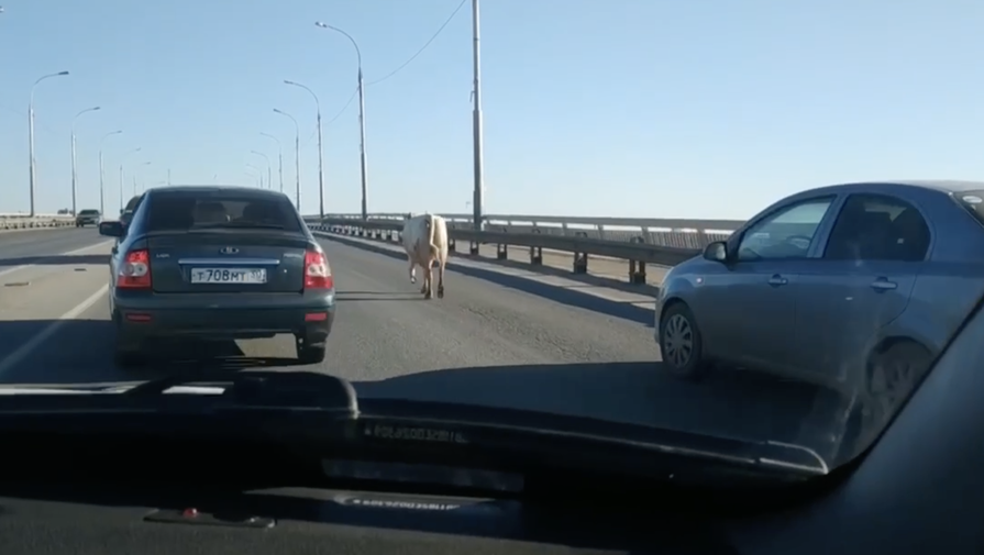 В Астрахани вышедшую на мост корову ловили два экипажа ДПС