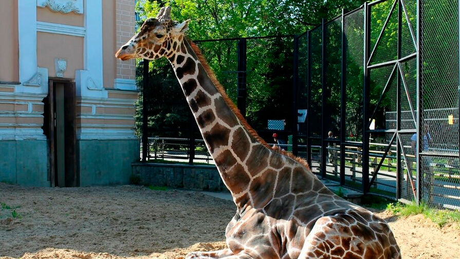 Один из символов Московского зоопарка ушел из жизни