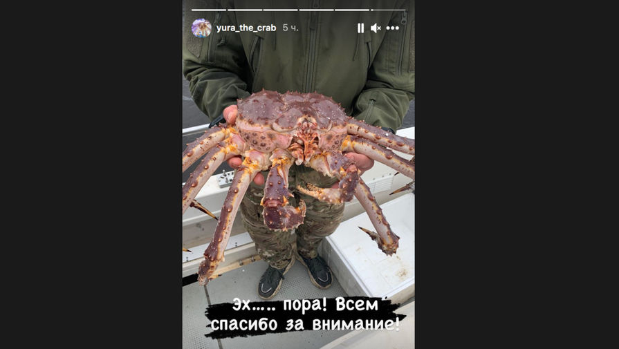 Талисмана ПМЭФ-2021 краба Юрия отпустили в море