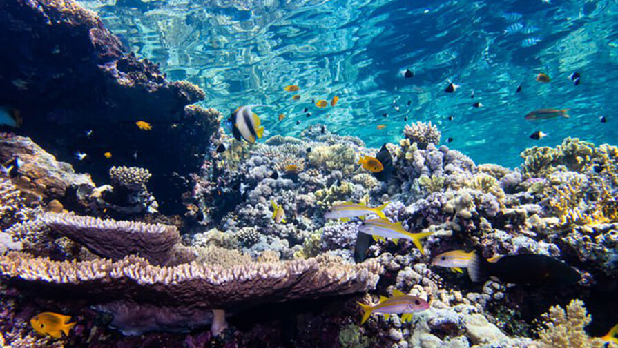 Океанологи предупредили о массовом вымирании кораллов из-за жары в ближайшие годы