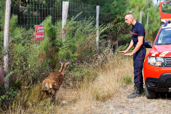 Полицейский спасает оленя от лесного пожара на&nbsp;юго-западе Франции, 12&nbsp;августа 2022&nbsp;года