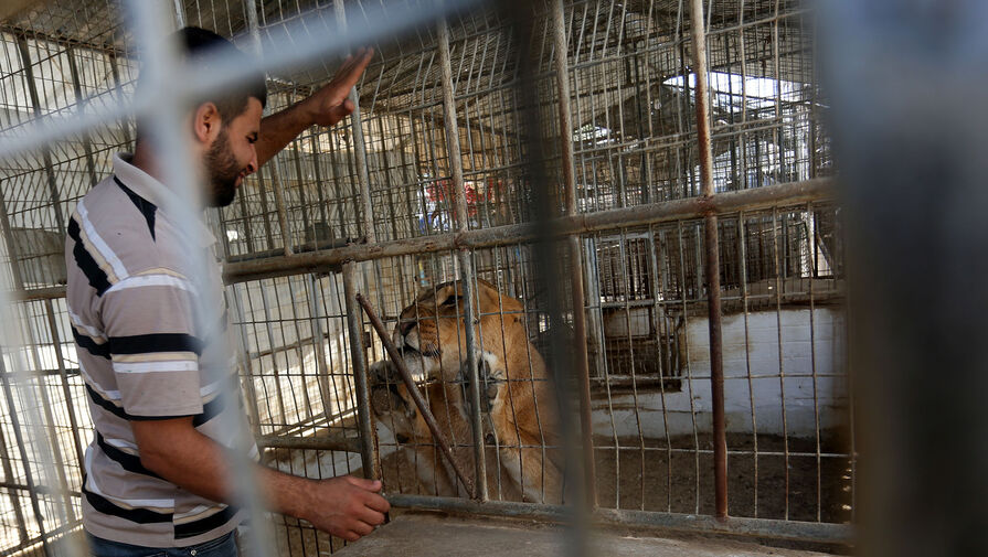 В Палестине шестилетнего мальчика, пришедшего в зоопарк, насмерть загрыз лев