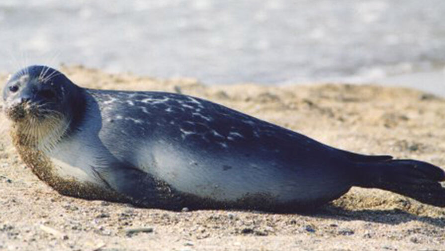 У погибших в Дагестане тюленей обнаружен птичий грипп