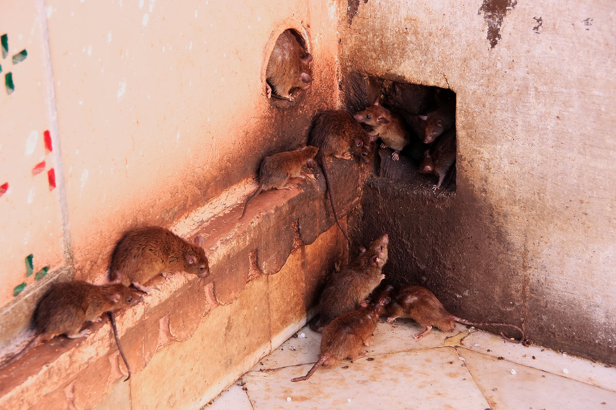 Эффективная отрава для мышей: названия препаратов и изготовление в домашних условиях