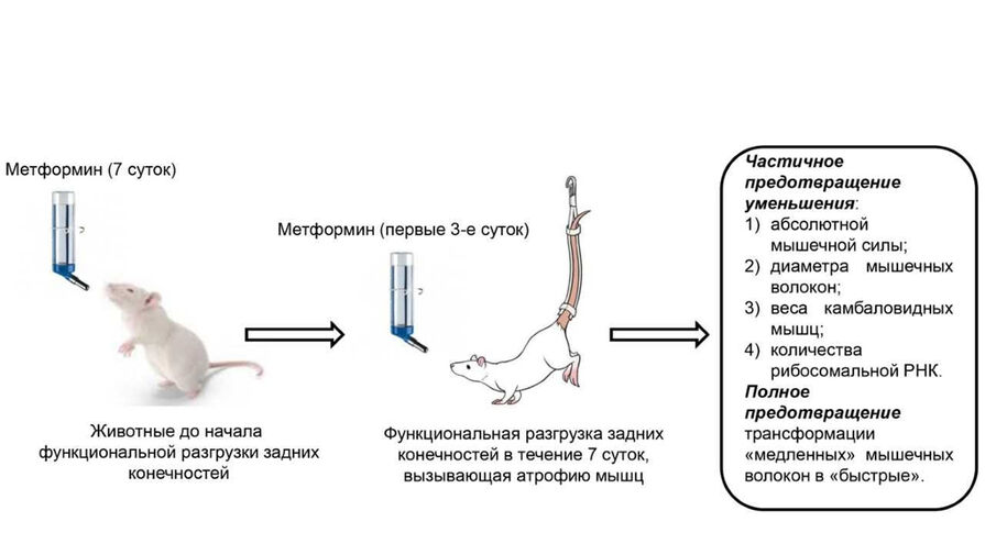 Российские медики выяснили, что противодиабетическое лекарство уменьшает атрофию мышц