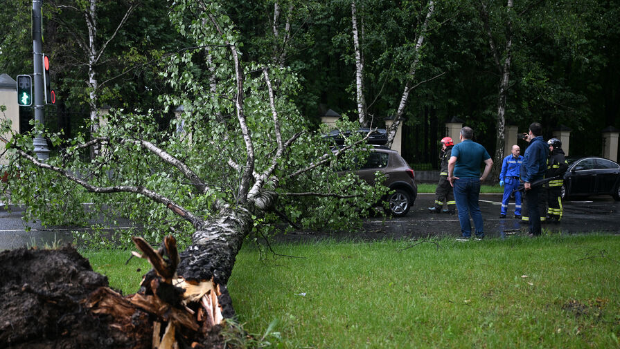 Россиянам рассказали, как получить компенсацию за упавшее на машину дерево