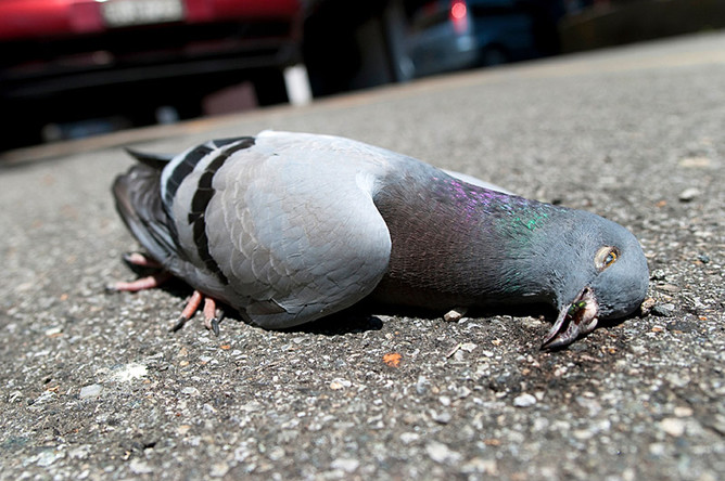Что делать, если в доме завелись голуби: эксперты — о соседстве с птицами и рисках заболеть