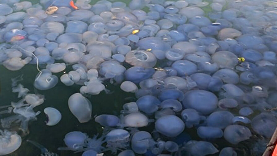 Ученые объяснили причины нашествия медуз в Анапе