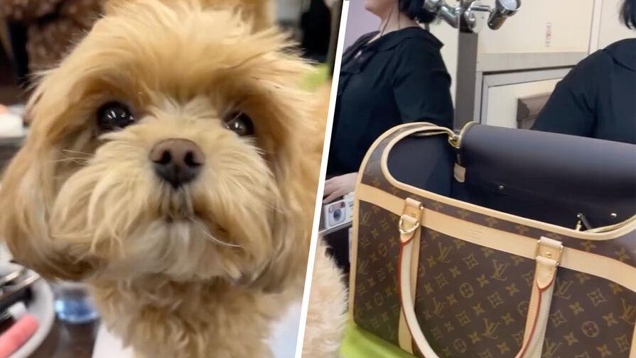 Гузеева похвасталась сумкой для собаки за 300 тысяч рублей