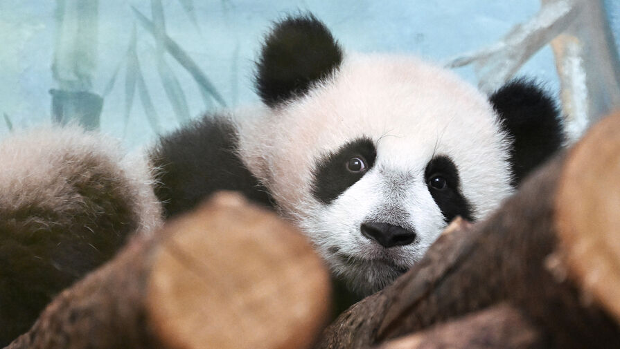 Пандам из Московского зоопарка открыли уличный вольер