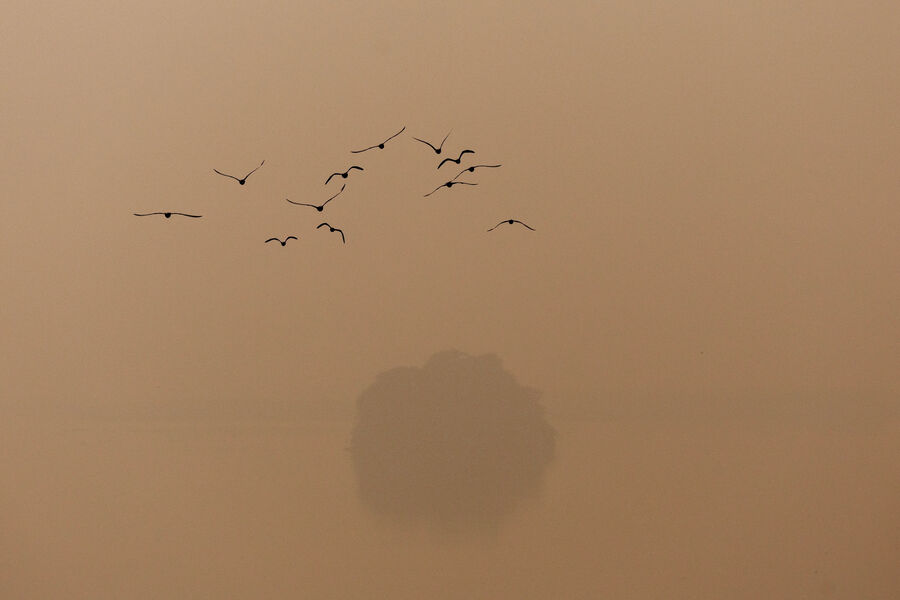 Туманное утро в&nbsp;Нью-Дели, Индия, 10&nbsp;ноября 2025&nbsp;года