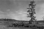 В районе падения Тунгусского метеорита, 1966 год