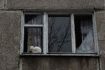 Кошка в окне с выбитыми стеклами одного из пострадавших в результате обстрелов во время боевых действий жилых домов
