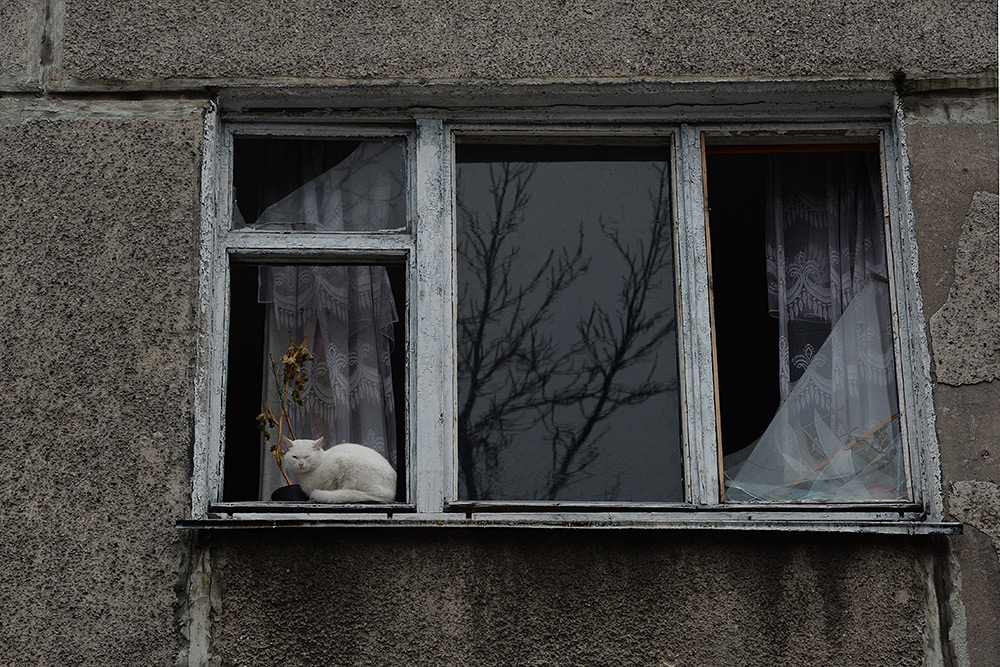 Кошка в окне с выбитыми стеклами одного из пострадавших в результате обстрелов во время боевых действий жилых домов