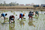 Фермеры на рисовом поле на окраине Ахмедабада, 31 января 2020 года