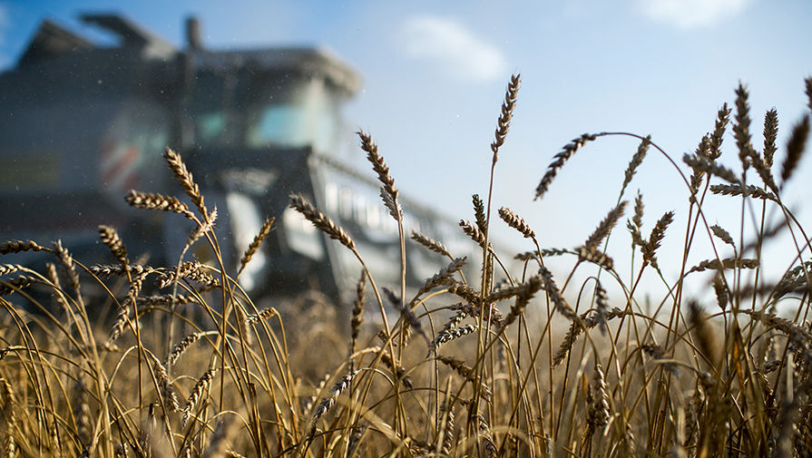 В Зерновом союзе допустили, что Россия может потерять до 15% от возможного сбора зерна