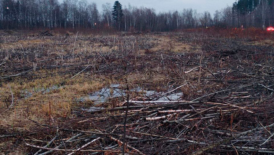 В России значительно уменьшились незаконные вырубки в лесах