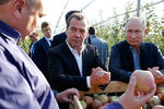 Президент России Владимир Путин и председатель правительства России Дмитрий Медведев во время осмотра яблоневых садов в Ставропольском крае, 9 октября 2018 года
