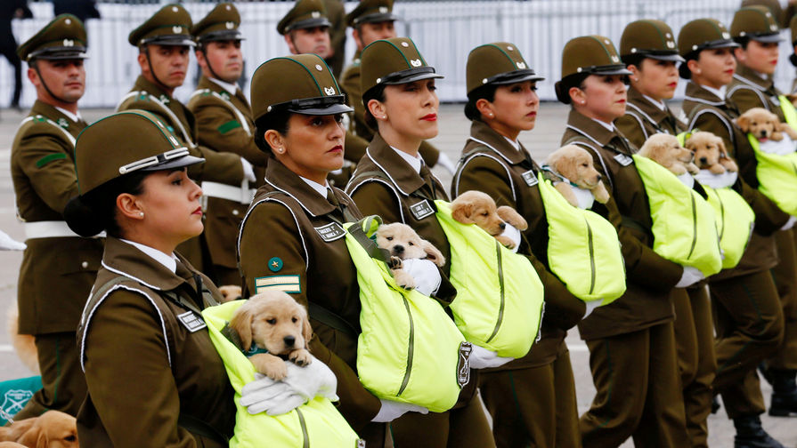 Будущие служебные собаки во время военного парада в&nbsp;Сантьяго, Чили, сентябрь 2018 года