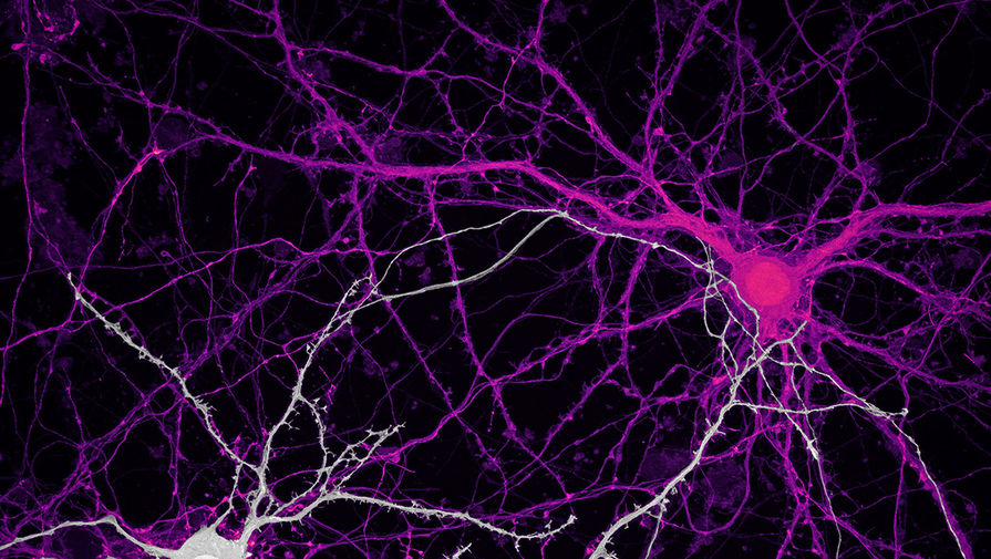 Ученые выяснили, как моторные нейроны формируют мышечную память