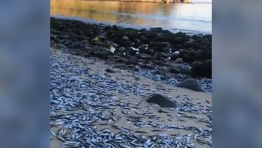 В Чили на берег выбросило тысячи мертвых рыб