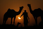 Пастух с верблюдами на фоне частичного солнечного затмения в Пушкаре, Индия, 25 октября 2022 года