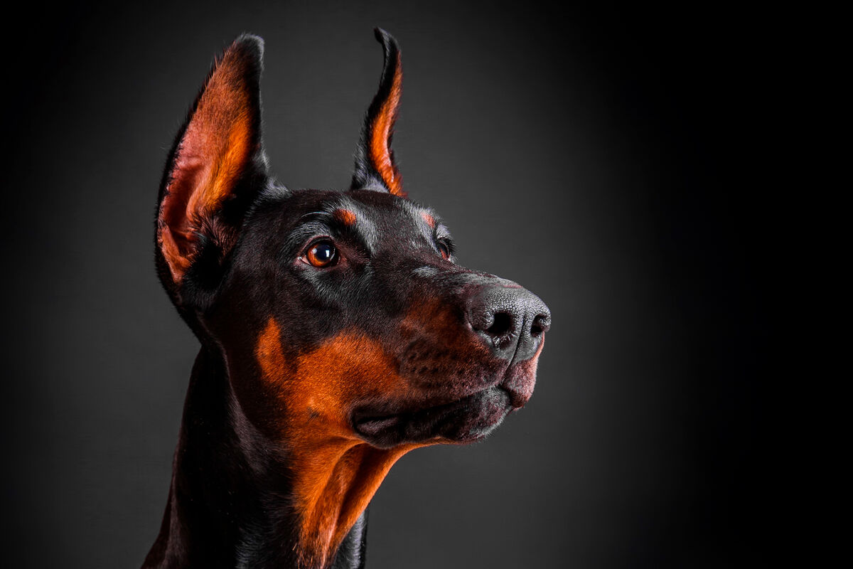 Картина по номерам Собаки породы Доберман HR - раскраска Флюид 40x50 см - цена, фото, описание