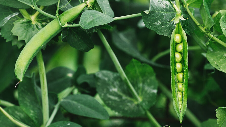 Россиянам назвали лучшие дешевые продукты для восполнения витаминов