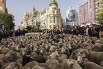 Ежегодная миграция овец через Мадрид, октябрь 2018 года