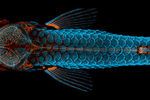 Вид сверху на кости и чешую (синий) и лимфатические сосуды (оранжевый) у молодых рыбок данио