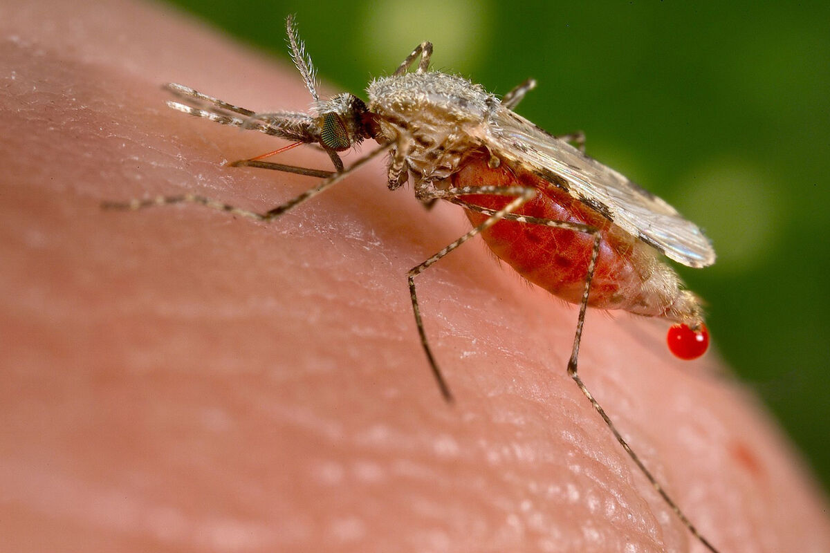 Как кусает комар под микроскопом
