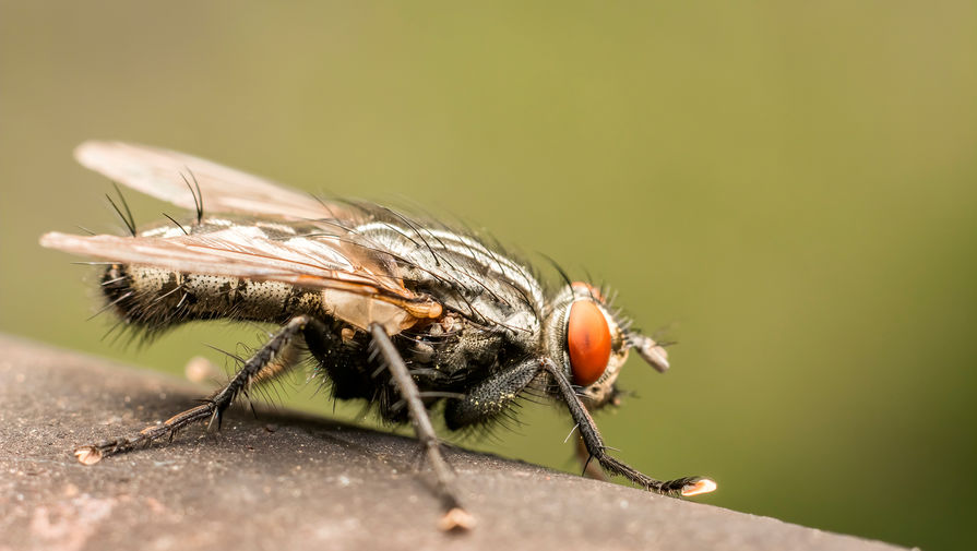 За ускоренное старение мух от вида трупов сородичей оказались ответственны нейроны R2 и R4