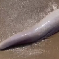 Еркектер жұлқынып, сиськиге сперм