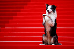 Пес Месси, сыгравший в картине «Анатомия падения», на красной дорожке церемонии открытия 77-го Каннского кинофестиваля, 14 мая 2024 года