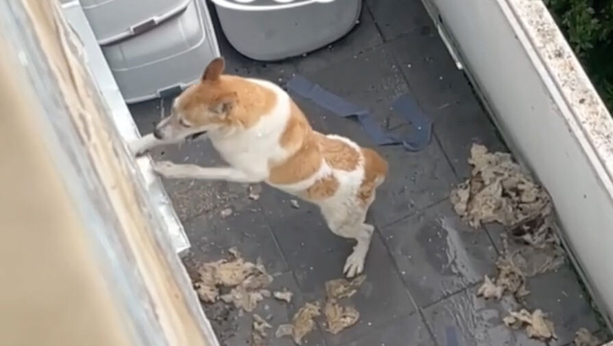 В Москве собака двое суток сидит запертой на балконе без еды и воды