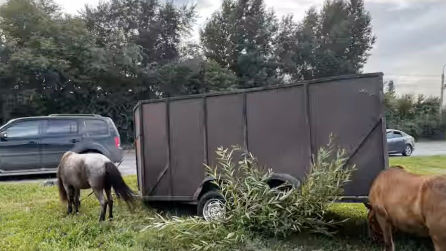 Пьяный водитель на "Жигулях" протаранил прицеп с пони и попал на видео