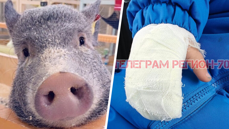В контактном зоопарке Томска свинья покусала детей 