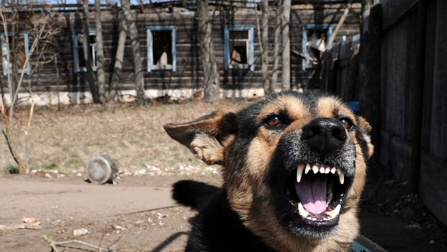На школьников в Иркутске напала домашняя собака