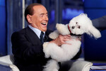 Сильвио Берлускони играет с собакой во время телевизионного ток-шоу «Porta a Porta», 2017 год