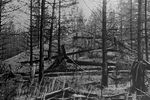 В районе взрыва Тунгусского метеорита, 1966 год
