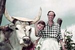 Одри Хепберн и ее муж Мел Феррер с быком на своей ферме в Италии, 1960-е годы