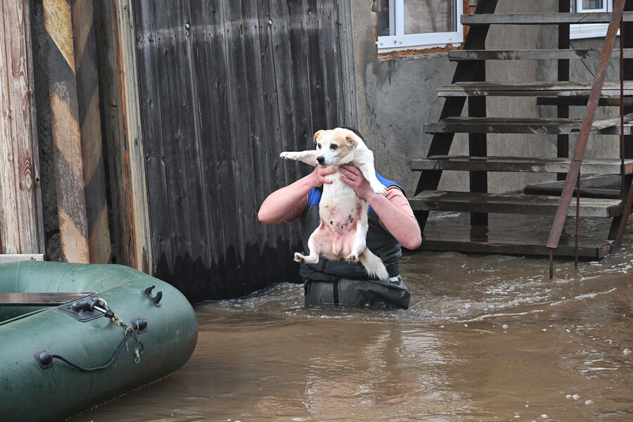 Мужчина эвакуирует собаку из&nbsp;затопленного дома в&nbsp;микрорайоне Форштадт в&nbsp;Оренбурге, 10&nbsp;апреля 2024&nbsp;года