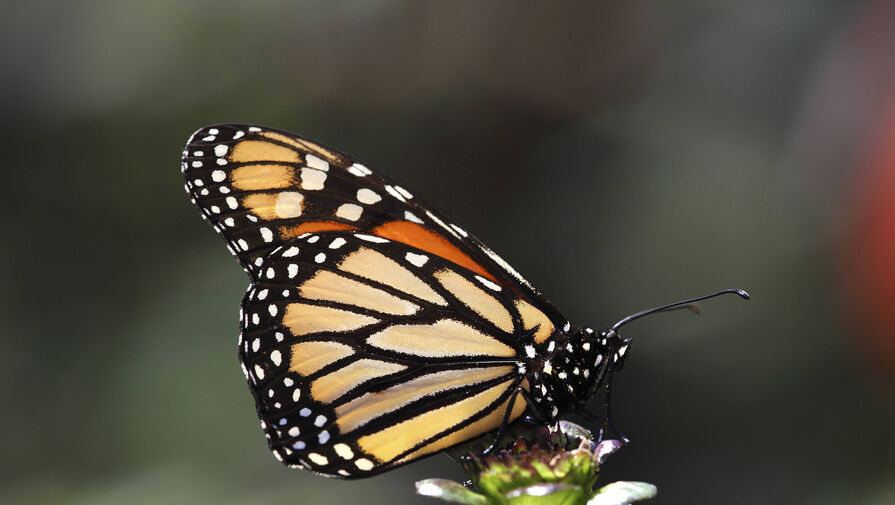 Мигрирующих бабочек-монархов признали вымирающим видом