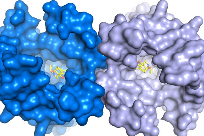 Так выглядят опиоидные мю-рецепторы в связке с морфин-подобным агонистом (желтые молекулы)