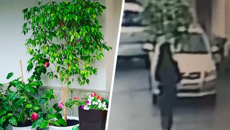 В Екатеринбурге хрупкая девушка украла 40-килограммовое дерево и попала на видео 
